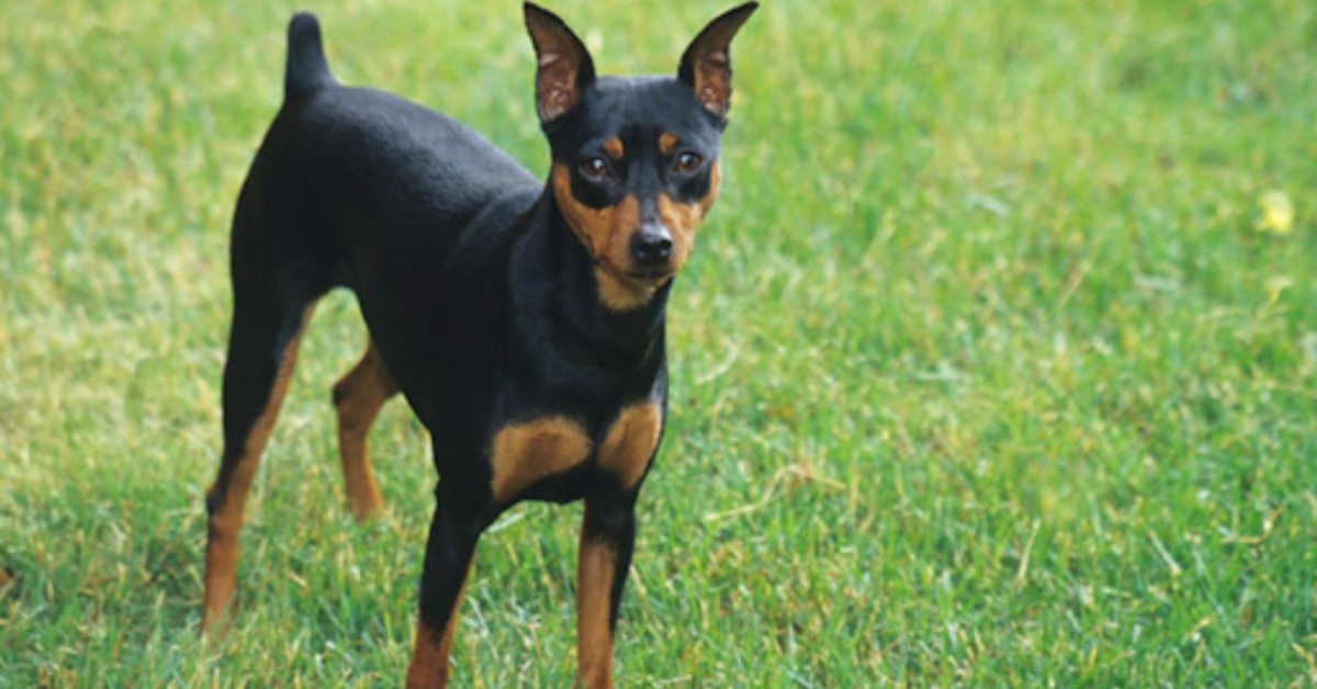 Castelfranco, ladri avvelenano il cane di famiglia, per rubare una bicicletta