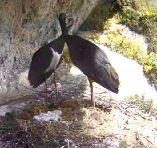 cicogna nera nidificare Basilicata 