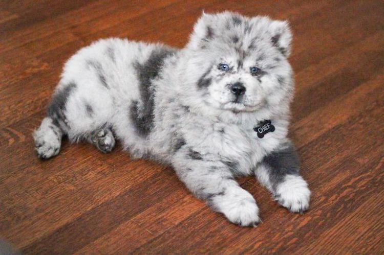 Il cane che sembra un gelato all'Oreo