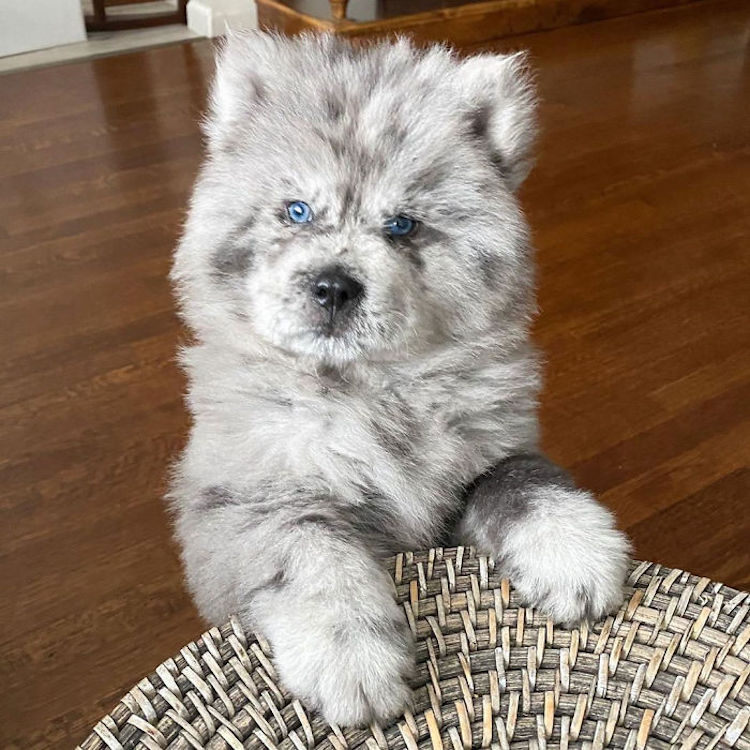 Il cane con il manto stile Óreo Mcflurry