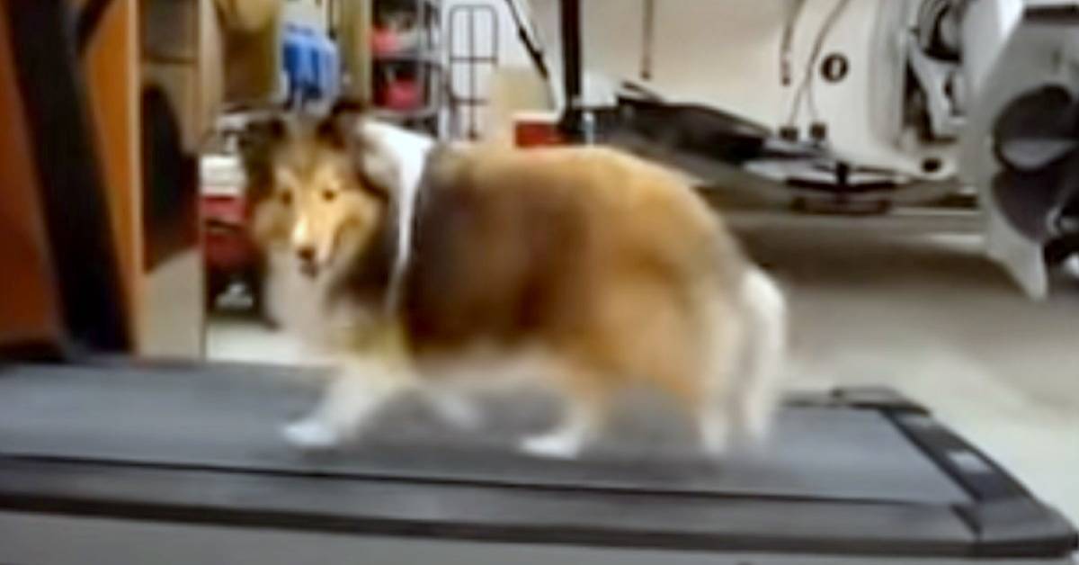 Collie pigro cerca di imbrogliare mentre corre sul tapis roulant (VIDEO)