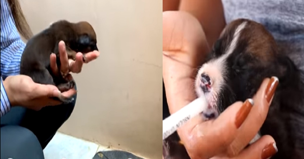 Cuccioli appena nati abbandonati e in cerca di una mamma