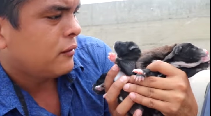 Cuccioli senza mamma in cerca di casa