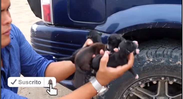 Cagnolini salvati da un soccorritore