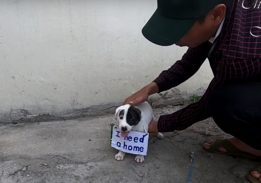 Cucciolo di cane abbandonato