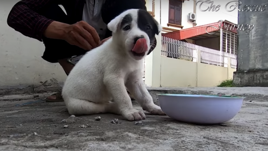 Cucciolo di cane salvato