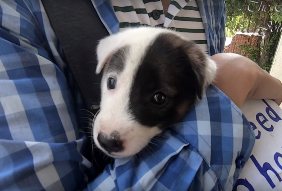 Soccorritori salvano il cucciolo di 8 settimane