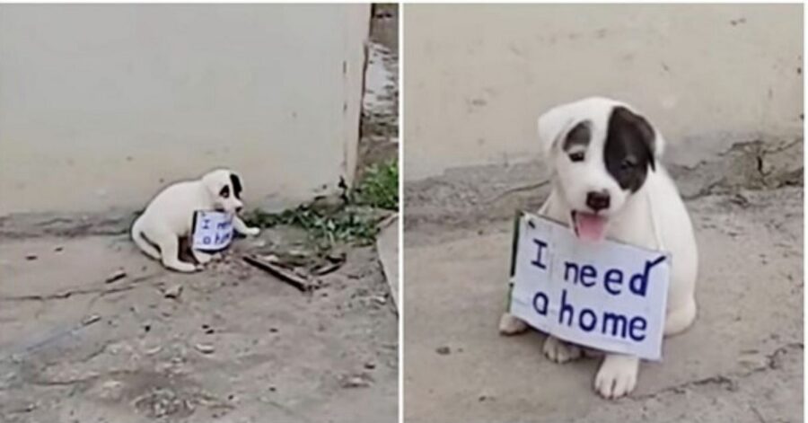 Cucciolo di cane lasciato da solo