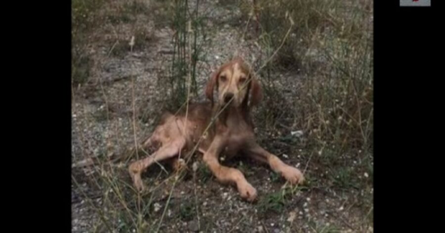 Cucciolo abbandonato in autostrada