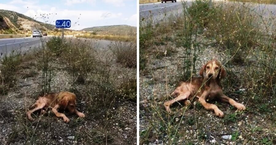 Cane trovato solo in autostrada