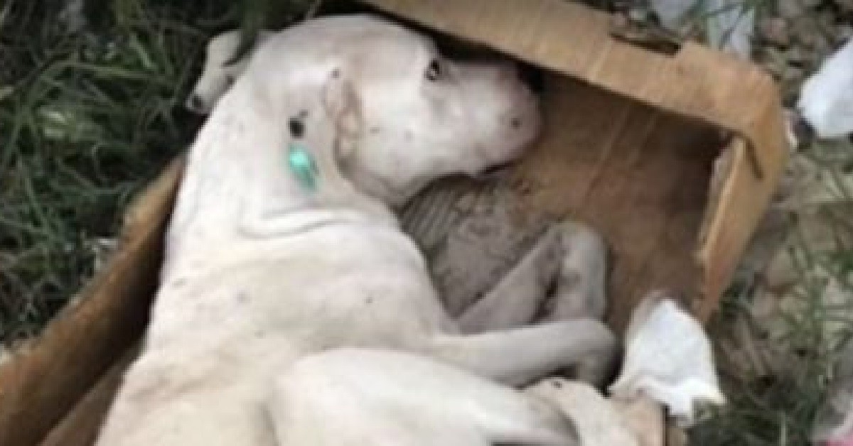 Cucciolo abbandonato in un posto sperduto in mezzo ad altri cani senza vita