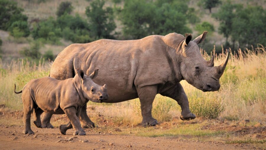 Cucciolo e mamma rinoceronte a passeggio
