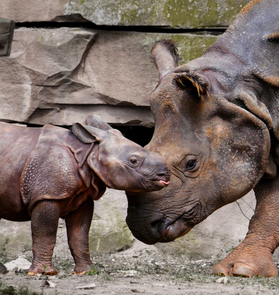 Il cucciolo di rinoceronte curato dalla mamma