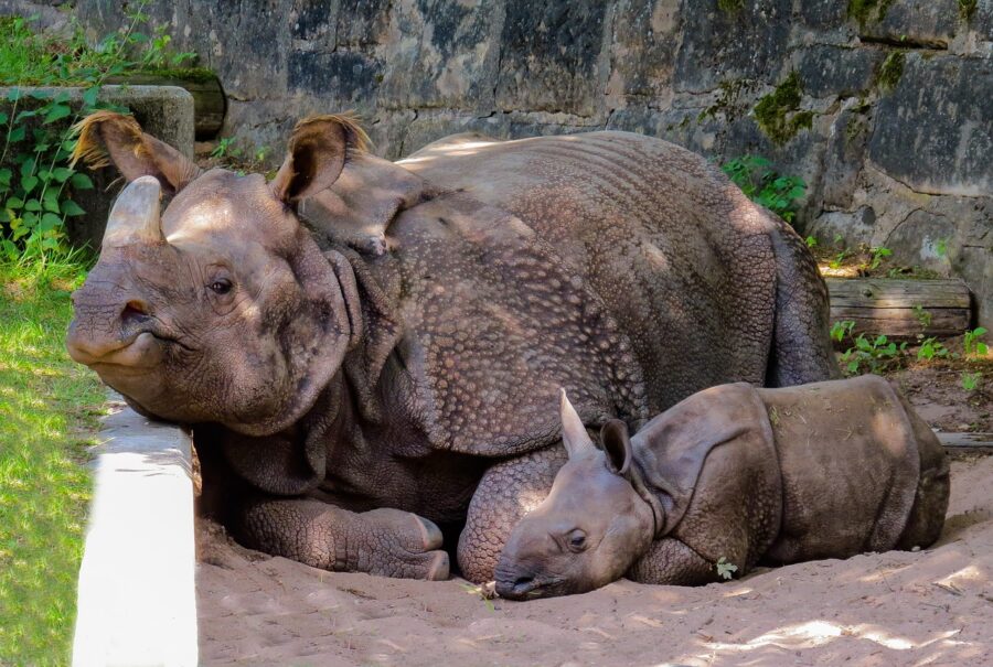 Mamma rinoceronte e cucciolo