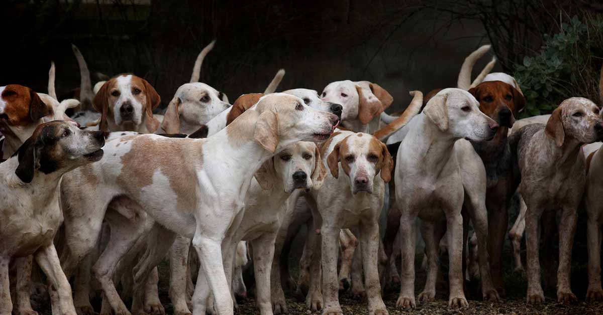 regolamento cani e gatti