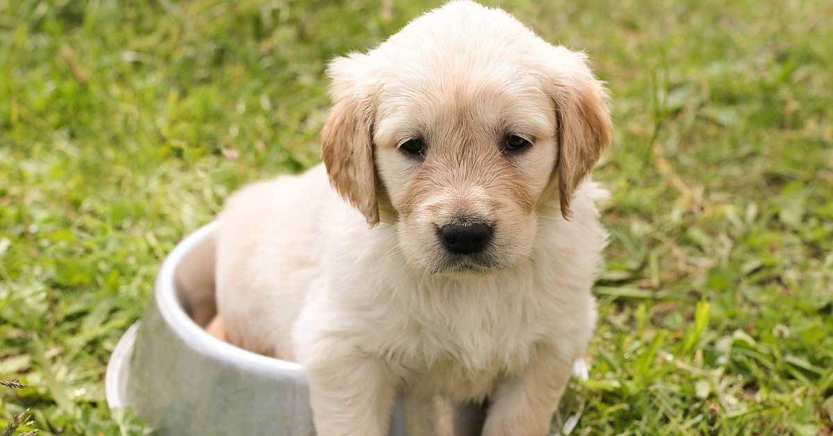 Domande da porsi prima di adottare un cane