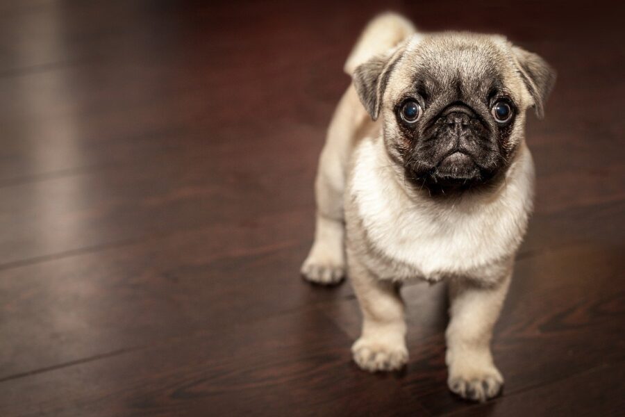 Adottare un cucciolo di cane
