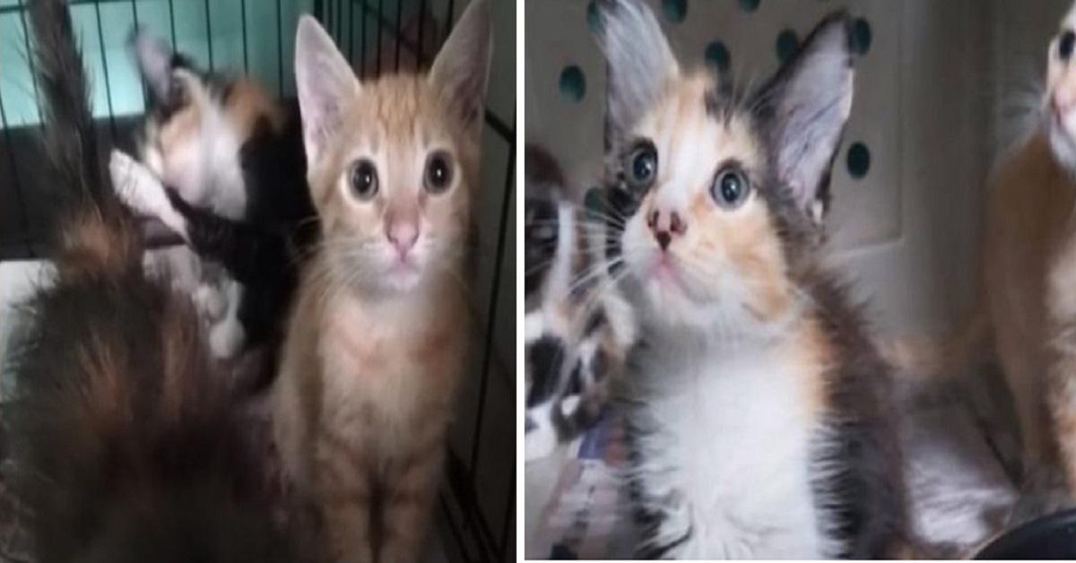 Donna abbandona dei gattini in una scatola