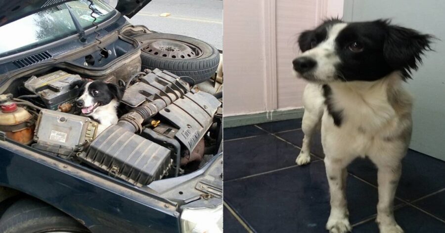 Cane intrappolato nel motore dell'auto