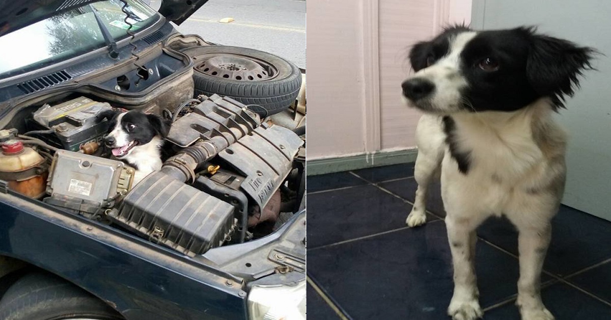 Donna controlla il cofano dell’auto e trova un cane nel motore