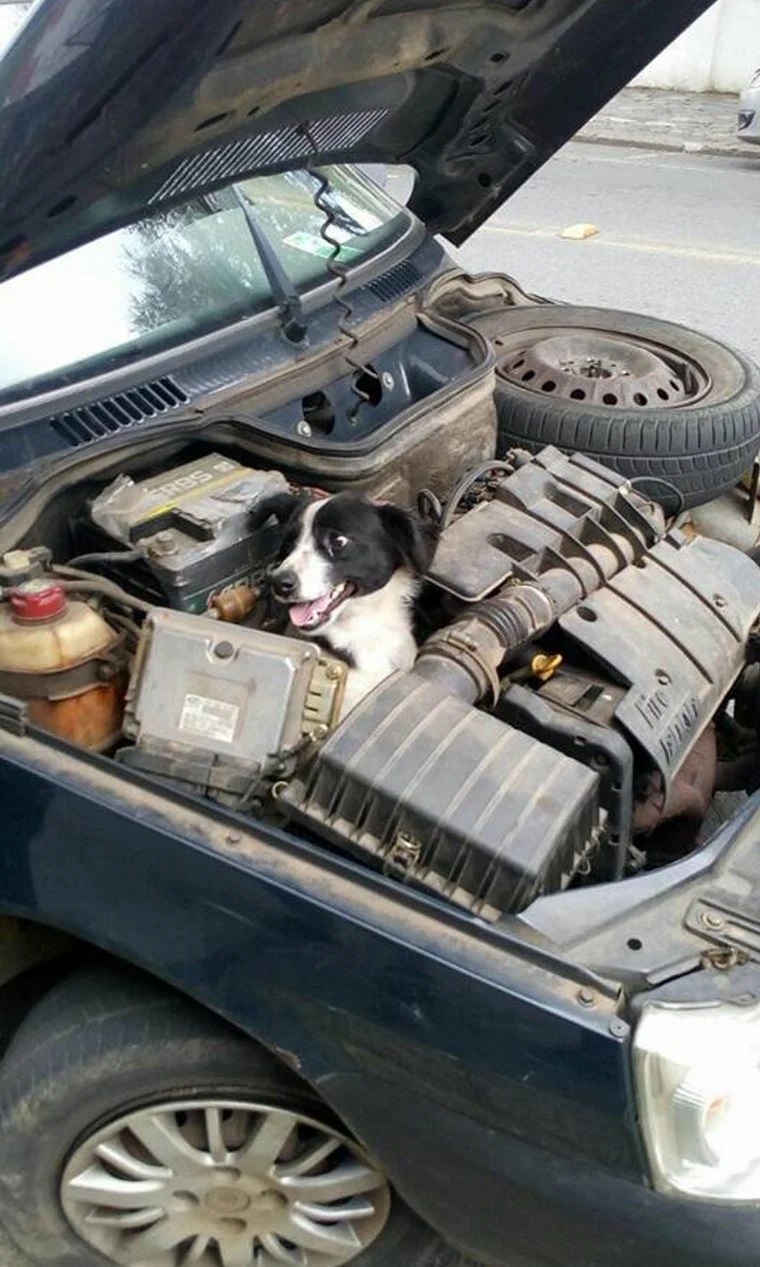 Cane nel motore della macchina