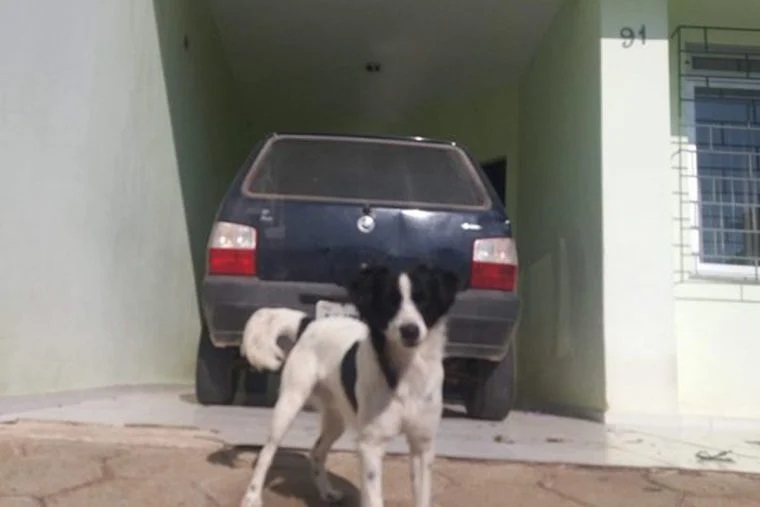 Cane salvato dal motore dell'auto