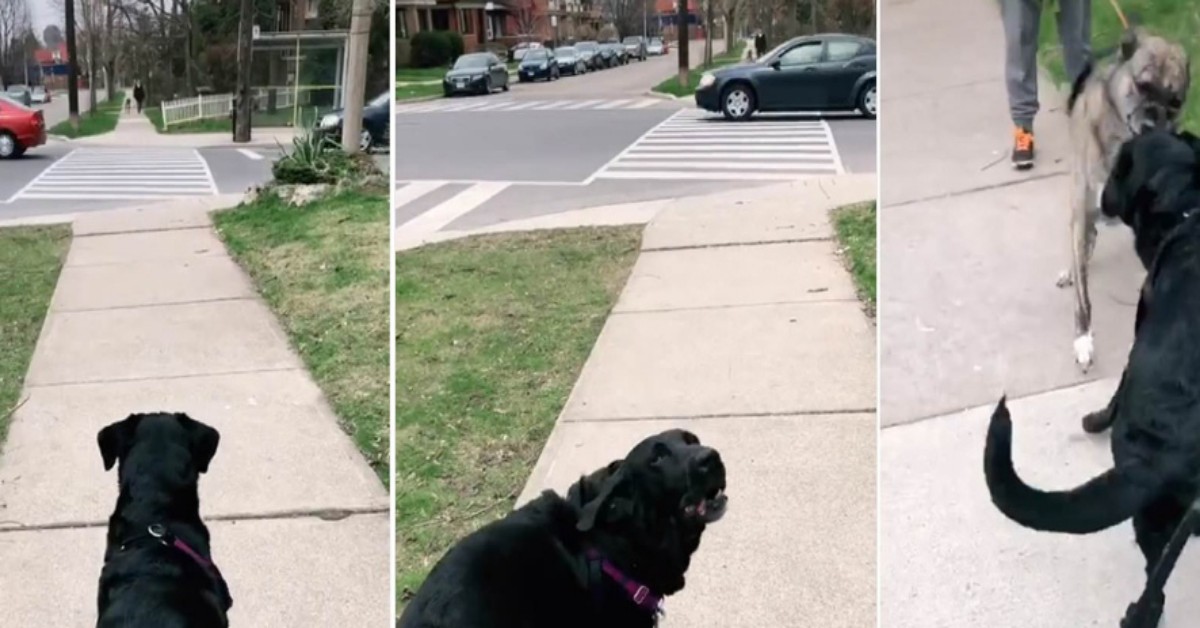 L’emozionante incontro di due cani che si rivedono dopo la quarantena