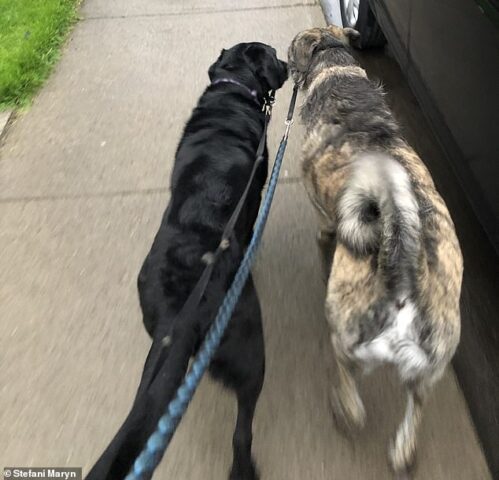 Dopo la quarantena i due cani si rivedono