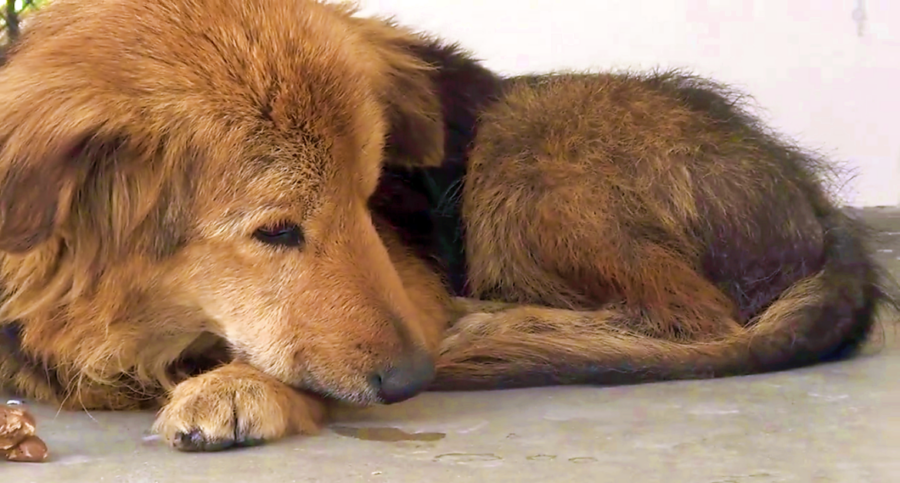 Cane anziano abbandonato