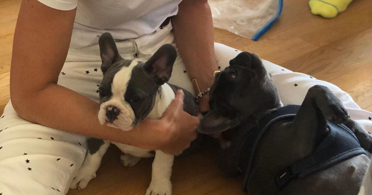 Federica Pellegrini annuncia un fiocco azzurro: si tratta di un cane maschio!