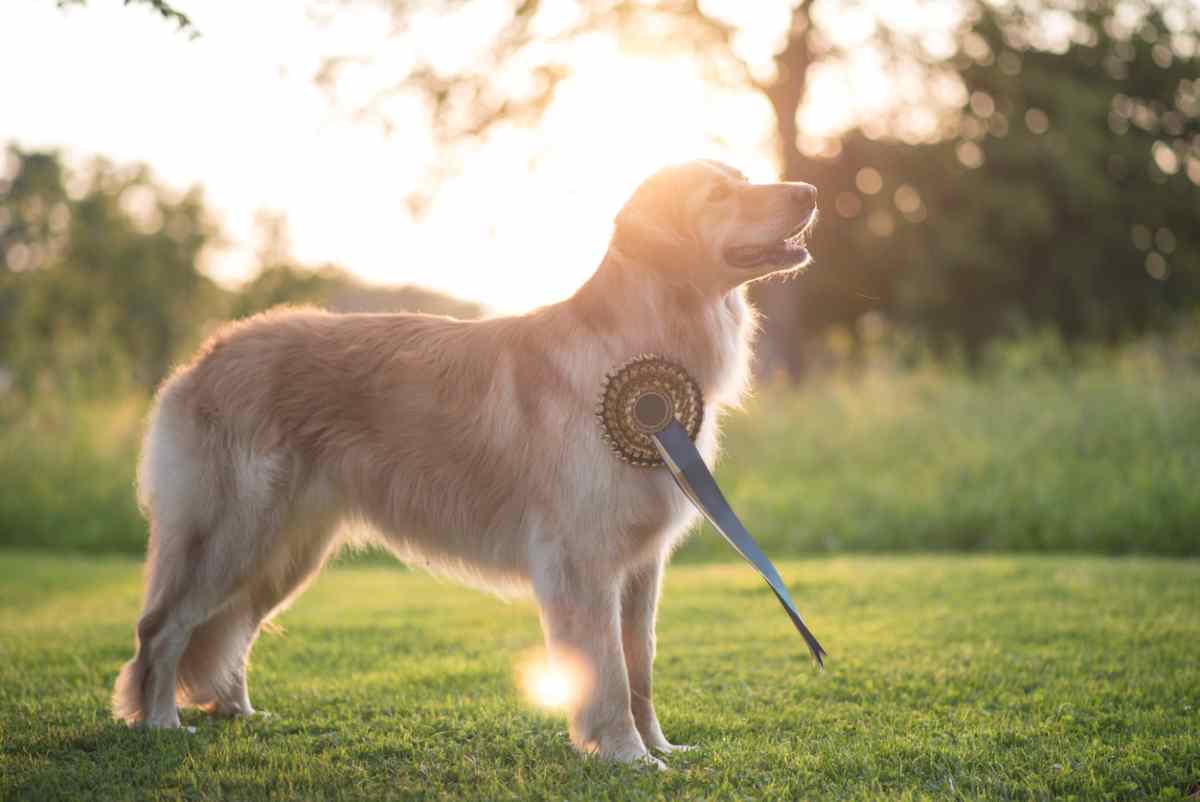 cane golden retriver