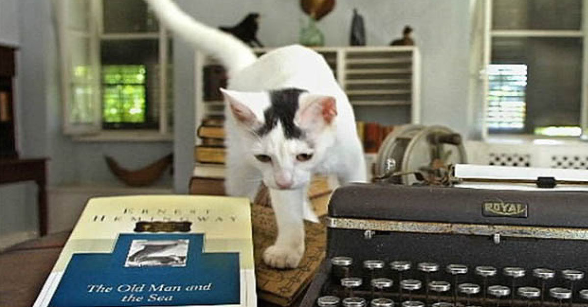 I gatti a sei dita di Hemingway