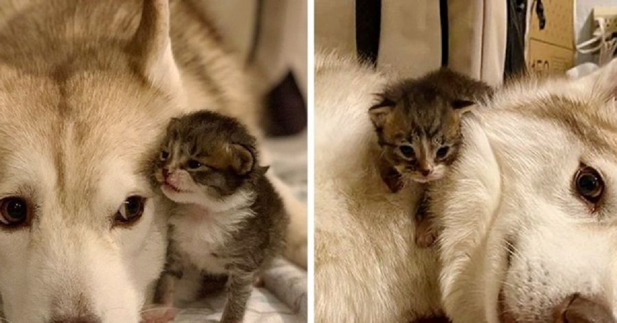 Quattro gattini scambiano Lilo per la loro mamma, vederli è meraviglioso