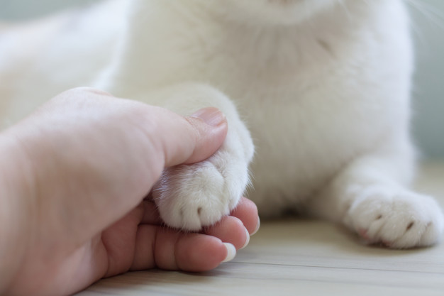 gattino allattato dal cane