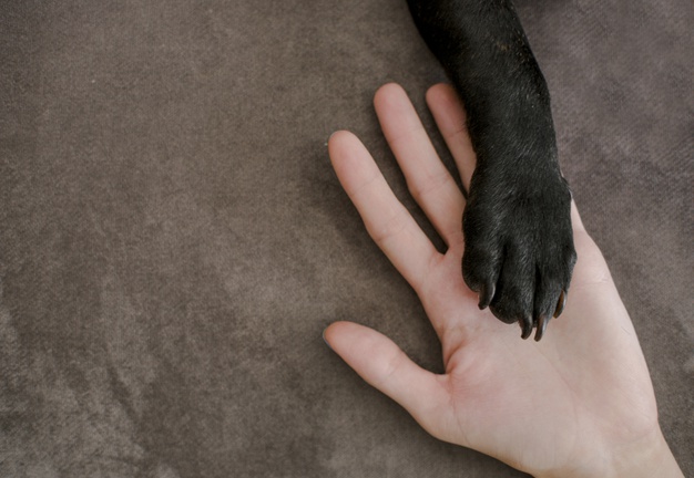 gattino allattato dal cane 