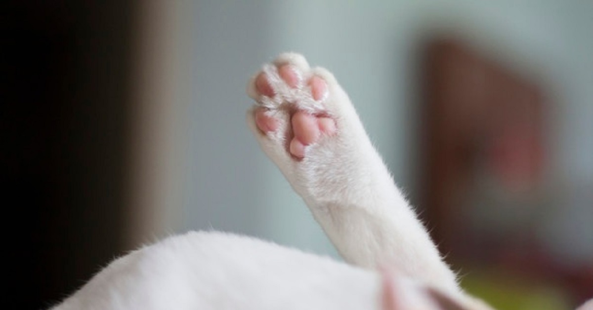 Roma, gattino rimasto senza mamma viene allattato dal cane