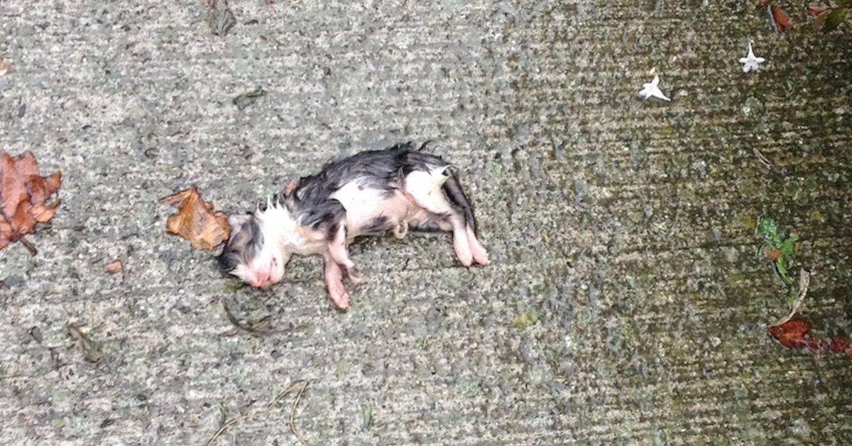 Gattino neonato trovato solo in strada sotto la pioggia