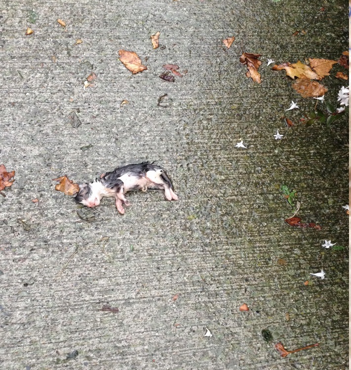 Gattina abbandonata in strada