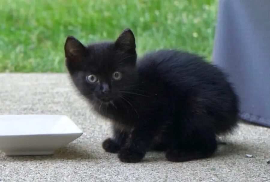 Il gatto randagio nero