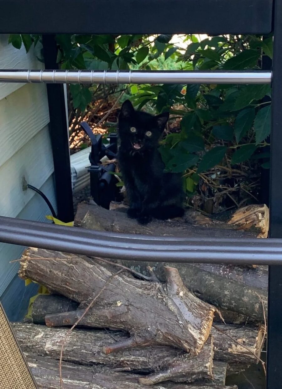 Gattino randagio vive nel giardino