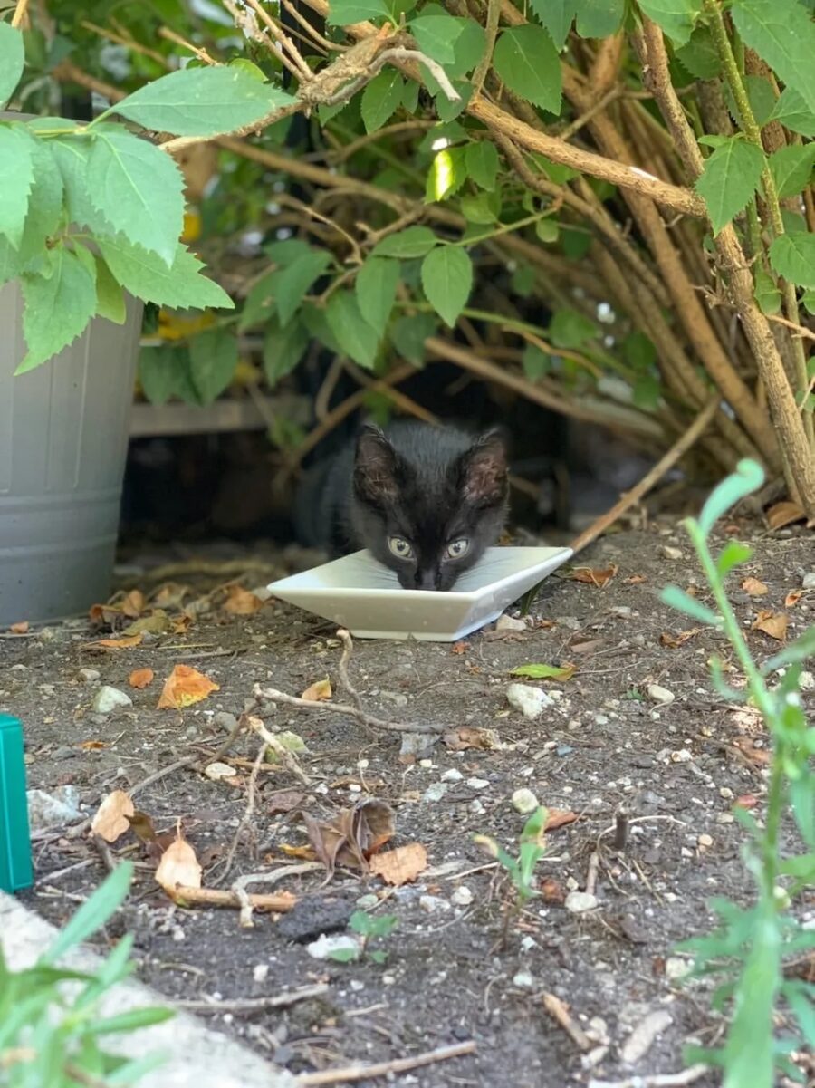 Gattino senza casa