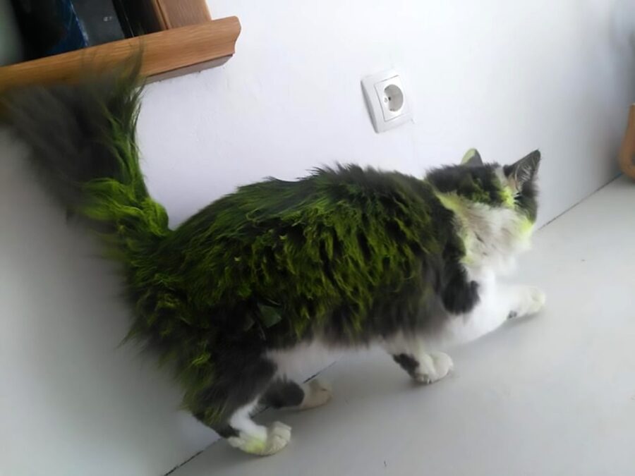 Vernice verde sul gatto Niela