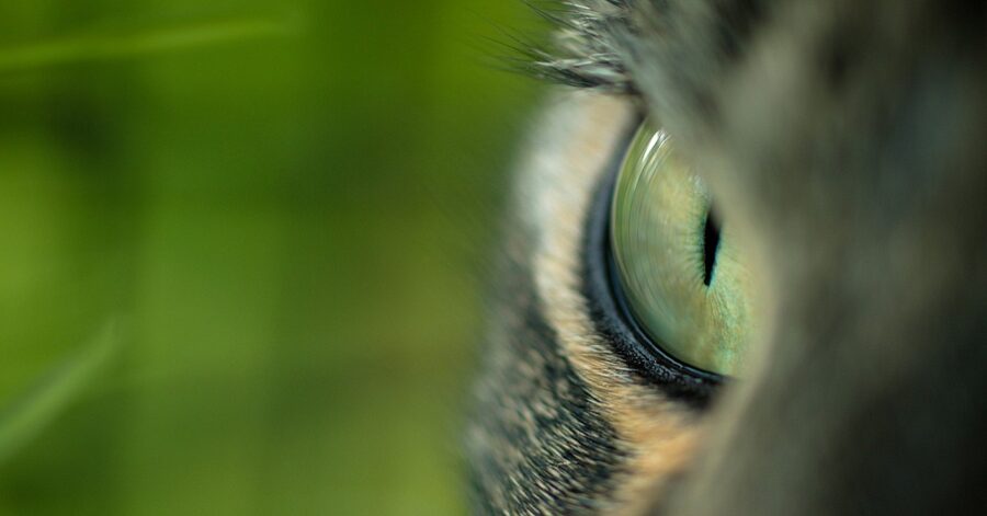 Occhio di gatto