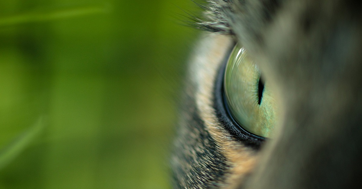 Gatto torna a casa con una pelliccia del colore diverso