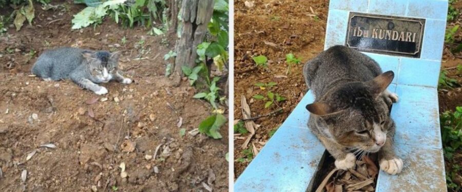 Il gatto fa visita alla proprietaria morta