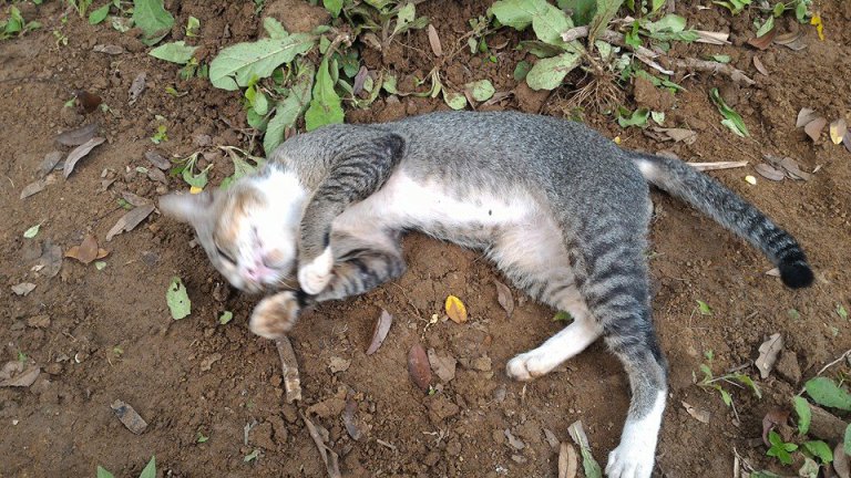 Gatto sdraiato per terra