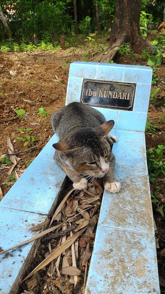Il gatto sulla tomba di ibu Kundari