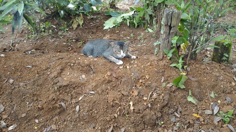 Gatto al cimitero