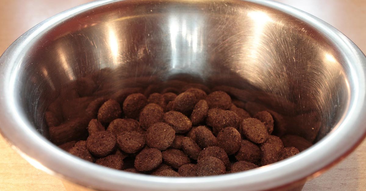 Giovane si veste da mendicante per nutrire i cani randagi