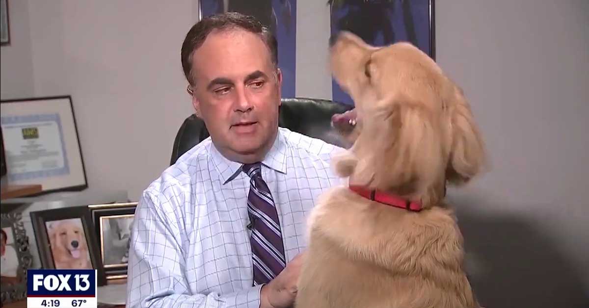 Golden Retriever interrompe il bollettino meteo live (VIDEO)